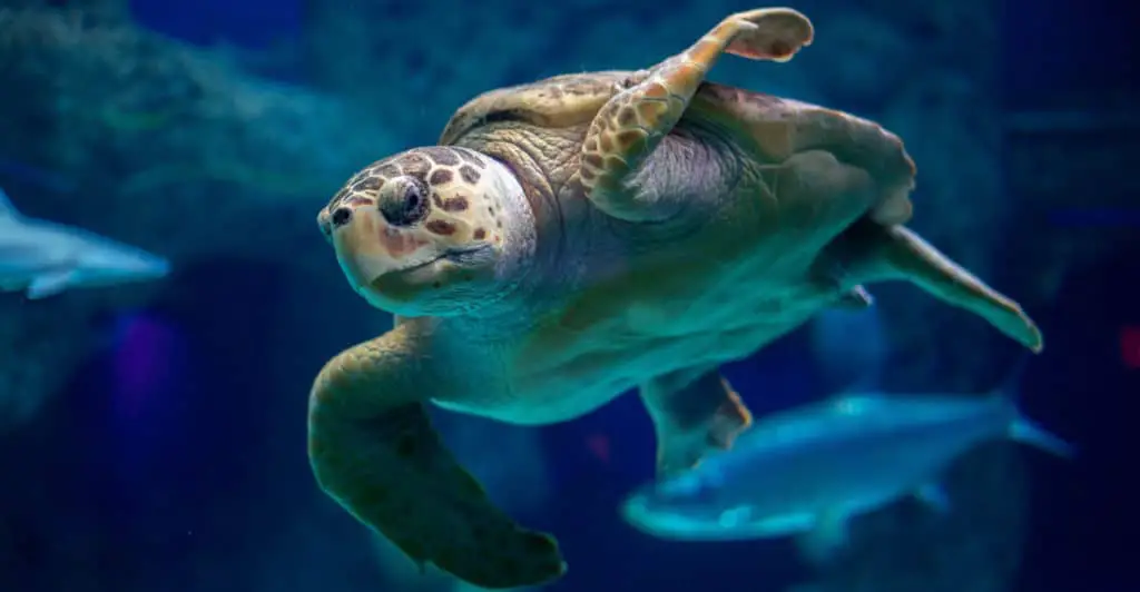 Love A Sea Turtle