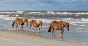 Three Brown Wild Horses Walk Together Along the Cape Lookout National Seashore.