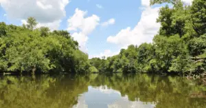 A View of The Cape Fear River - A River of Brown Water Flows Away from the Viewer in Between Clusters of Green, Mature Trees Lining the Banks of the River.